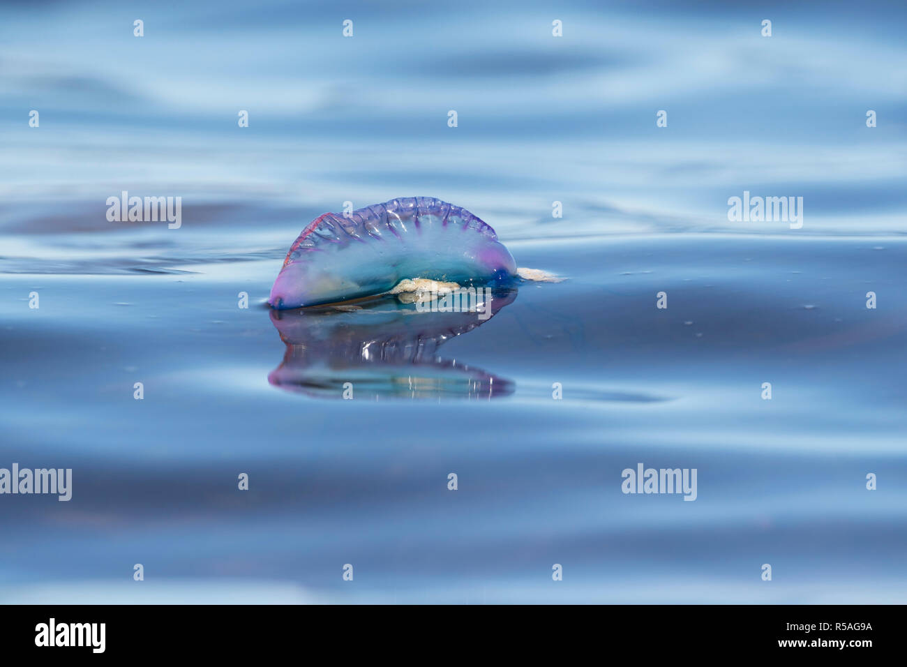 Portuguese Man of War; Physalia physalis Single Floating Isles of Scilly; UK Stock Photo