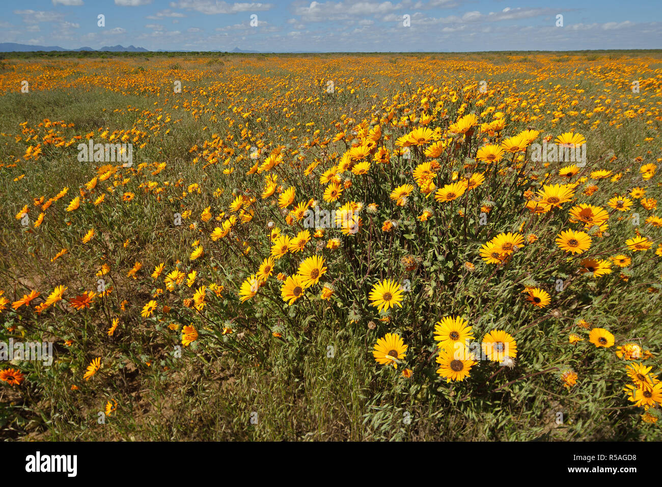 Wild flowers South Africa Stock Photo Alamy