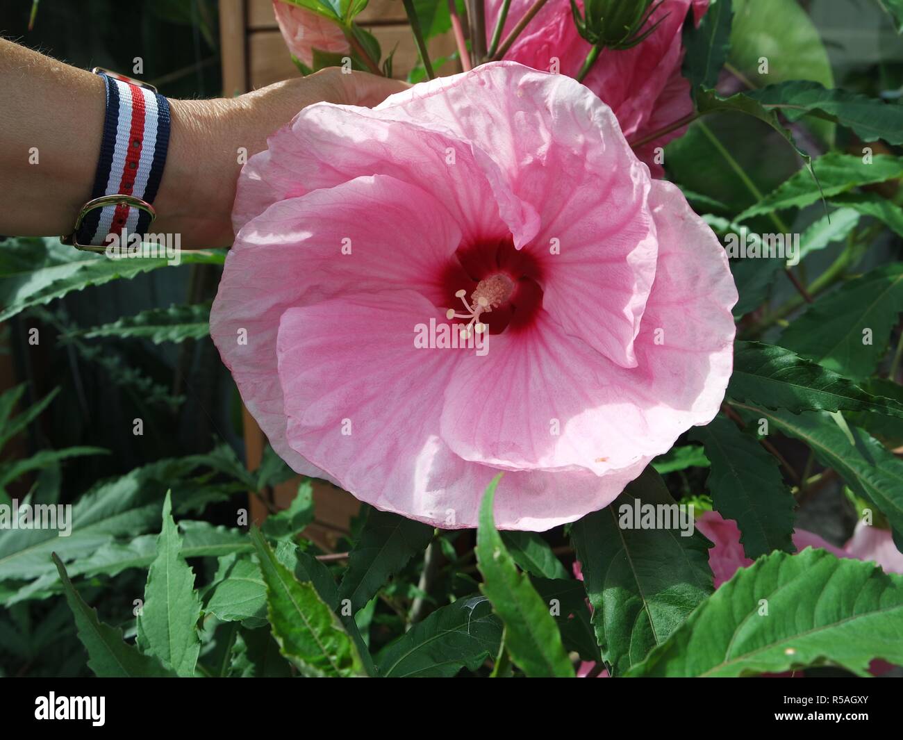 big hibiscus flower Stock Photo Alamy