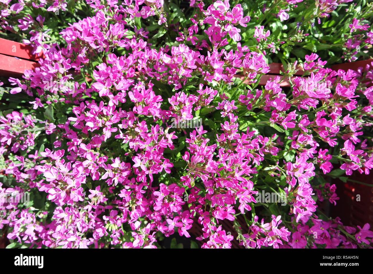 pink groundcover Stock Photo
