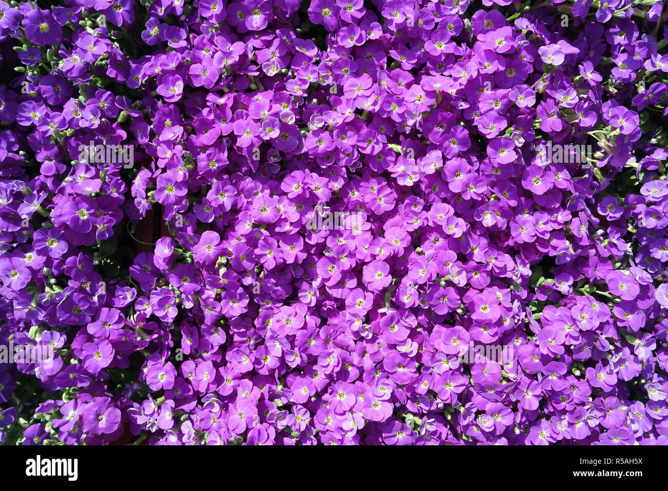 purple groundcover Stock Photo