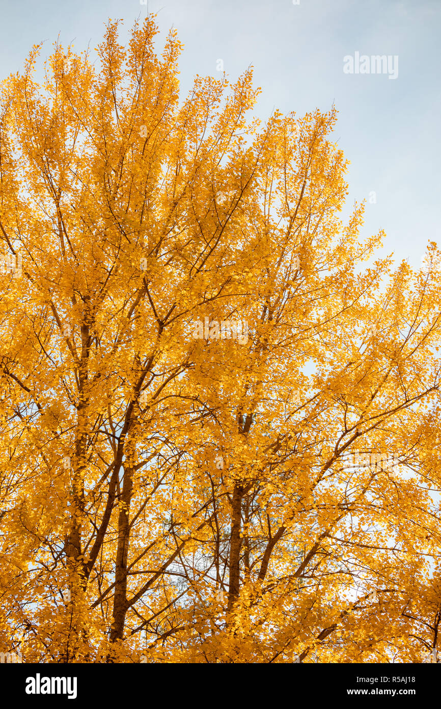 Yellow aspen tree foliage in golden sunlight Stock Photo Alamy