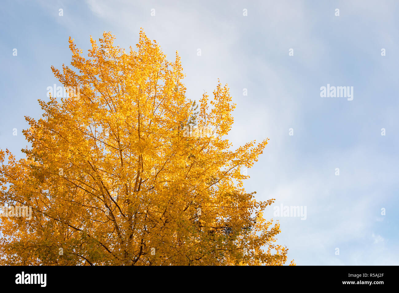 Yellow aspen tree foliage in golden sunlight Stock Photo Alamy