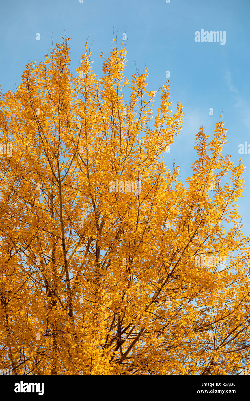 Yellow aspen tree foliage in golden sunlight Stock Photo