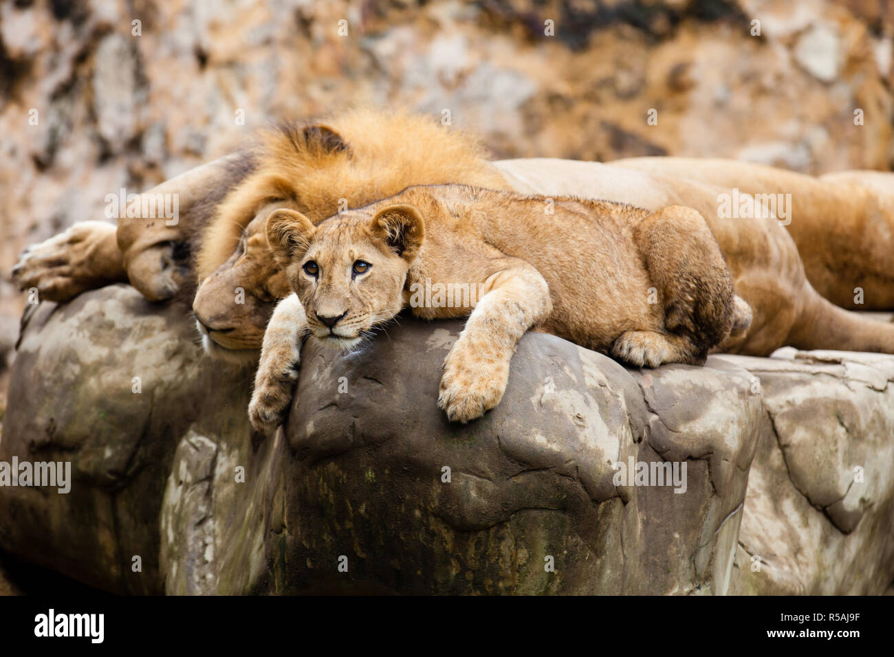 Lion (Panthera leo) resting on top of a rock Stock Photo - Alamy