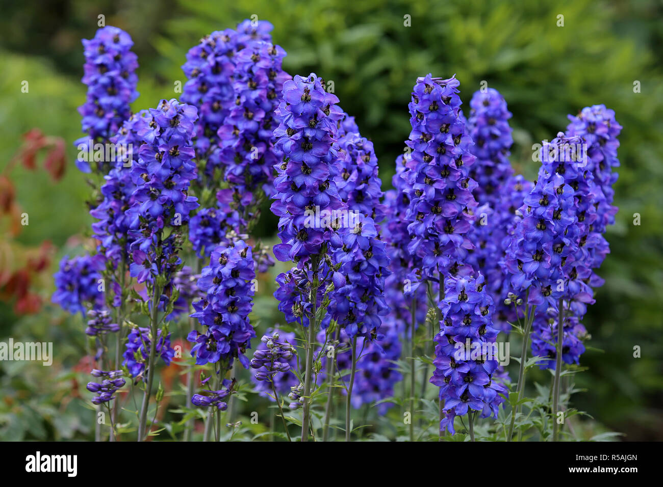 blue delphinium larkspur in summer garden Stock Photo