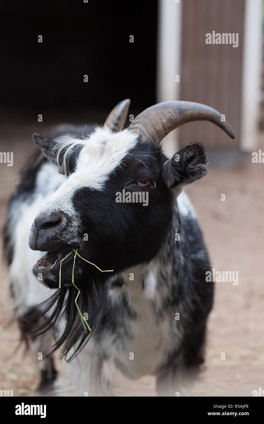 Goat eatinf at farm outdoors Stock Photo