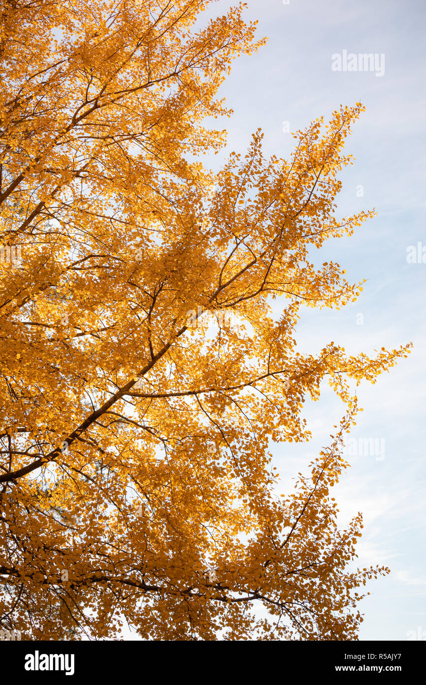 Yellow aspen tree foliage in golden sunlight Stock Photo