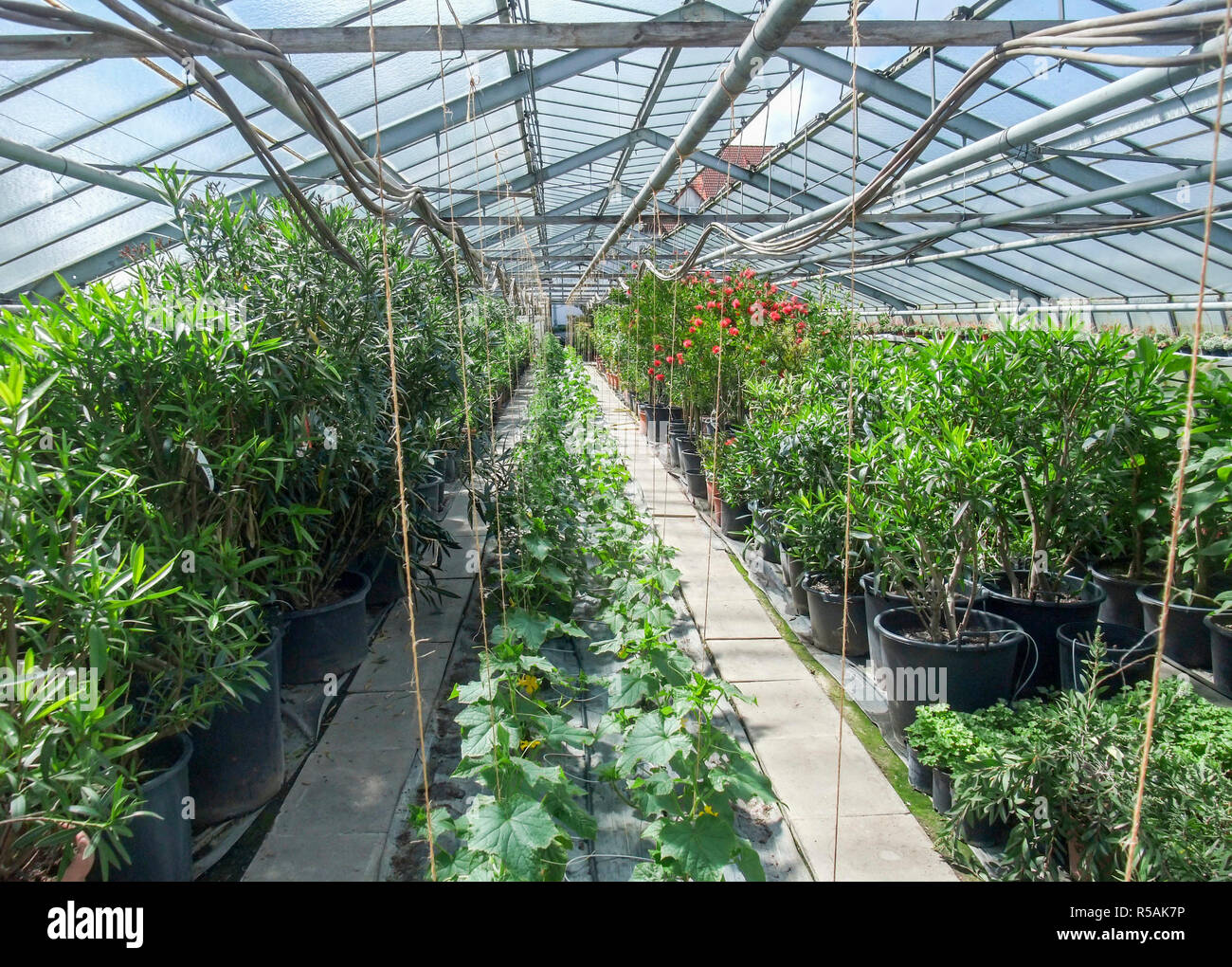 sunny greenhouse scenery Stock Photo Alamy