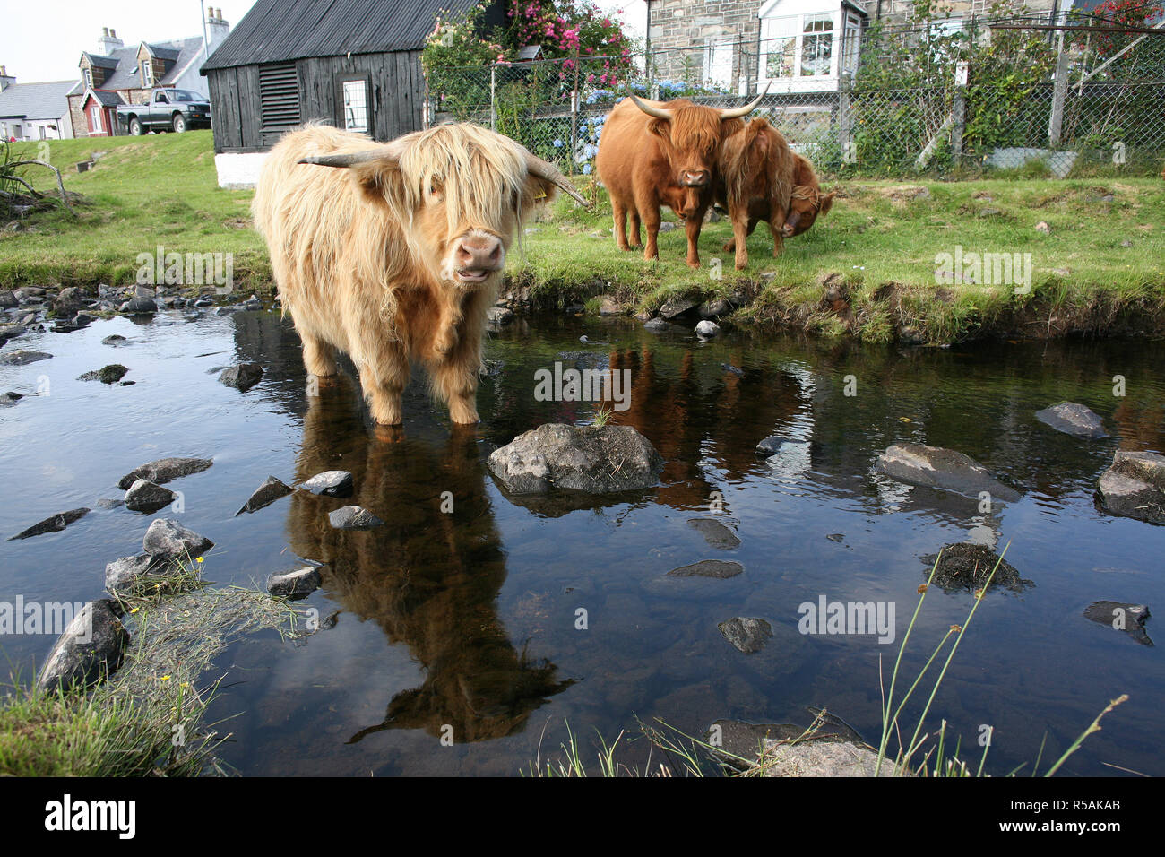 Highland Cattle, Duirinish river in the crofting township of Duirinish, near Plockton, Kyle of Lochalsh, UK, Scotland Allan Milligan / Alamy Stock Stock Photo