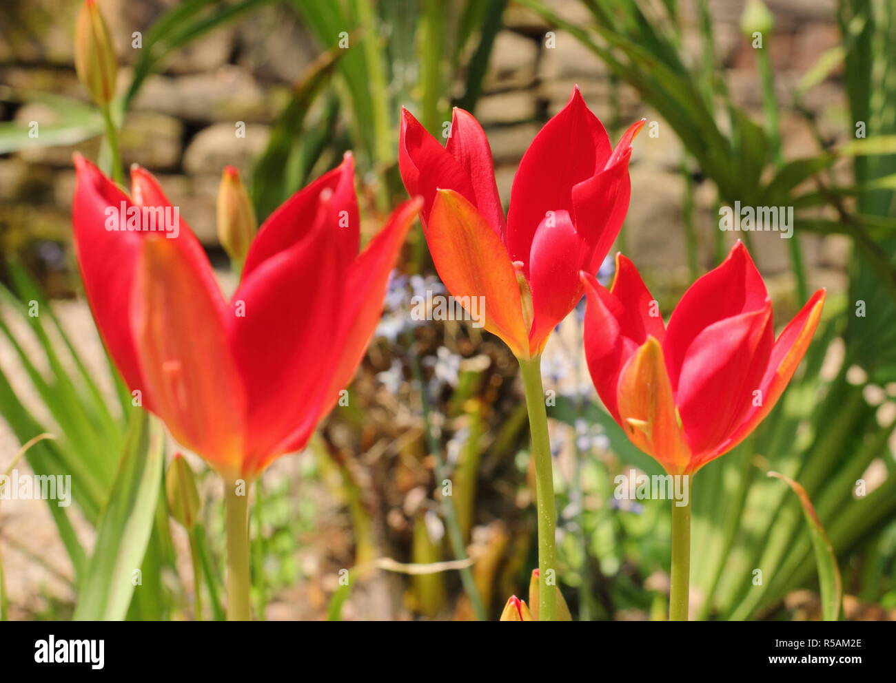 Tulipa sprengeri. Sprenger tulip, an ornamental, rare tulip flowering in an English gravel garden, spring, UK. AGM Stock Photo