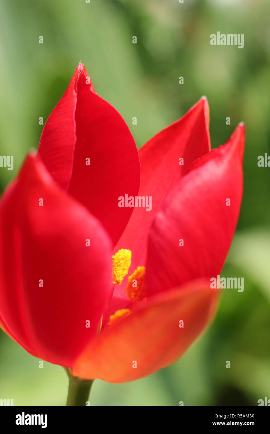 Tulipa sprengeri. Sprenger tulip, an ornamental, rare tulip flowering