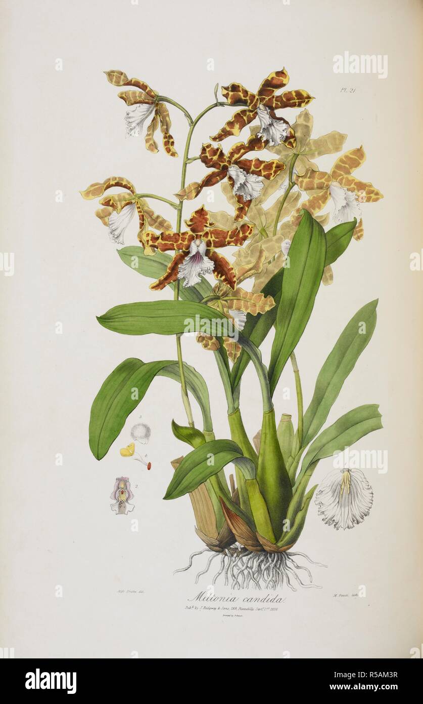 Orchid Miltonia Candida Sertum Orchidaceum A Wreath Of The Most Beautiful Orchidaceous Flowers Selected By J L Etc Coloured Plates London 18 Source 1259 D 31 Plate 21 Author Lindley John Stock Photo Alamy