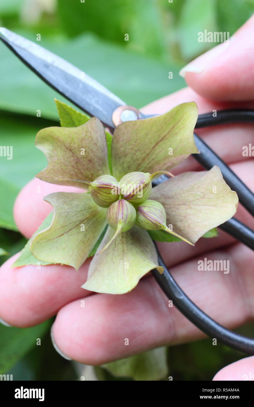 Harvesting hellebore seeds hi-res stock photography and images - Alamy