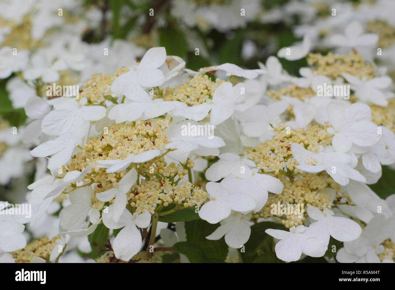 Viburnum plicatum f. tomentosum 'Lanarth'. Japanese snowball 'Lanarth' flowers, spring ,UK Stock Photo