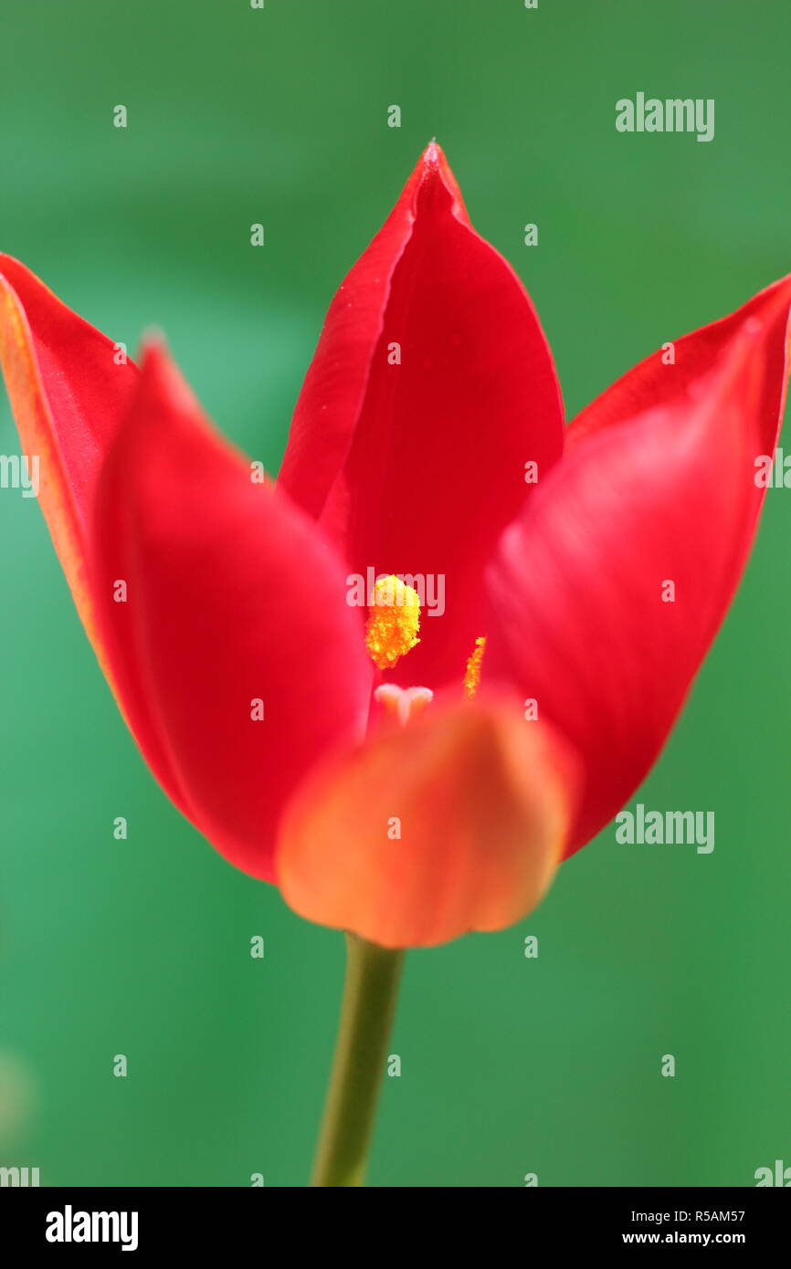Tulipa sprengeri. Sprenger tulip, an ornamental, rare tulip flowering in an English garden, spring, UK. AGM Stock Photo