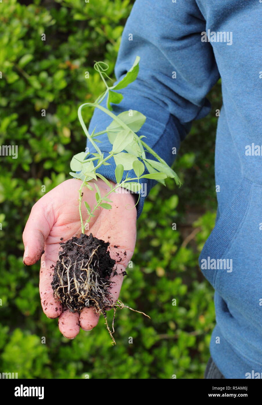 Lathyrus odoratus. Young sweet pea plants started off in root trainers to encourage long, strong roots, ready for planting out, England,UK Stock Photo