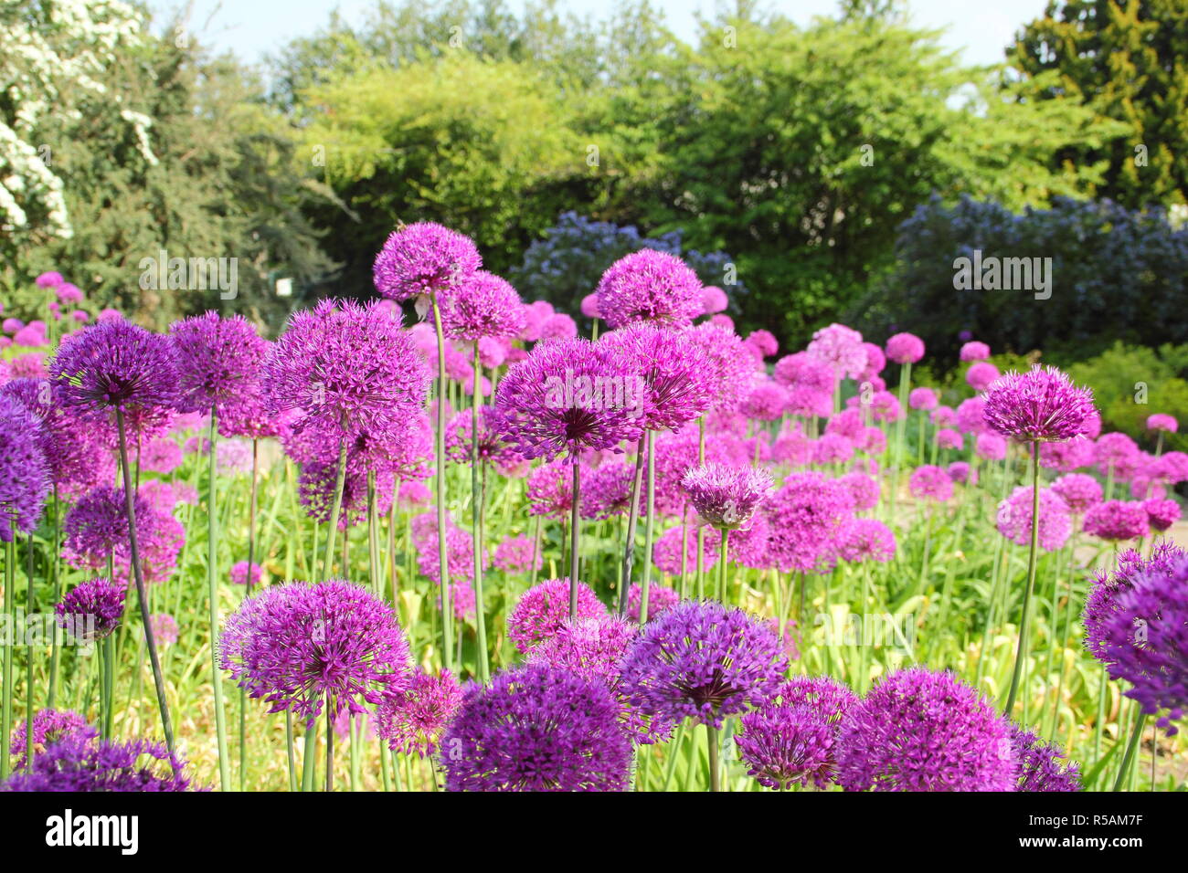 Spherical umbels of Allium hollandicum 'Purple Sensation', flowering in an English garden border, UK Stock Photo