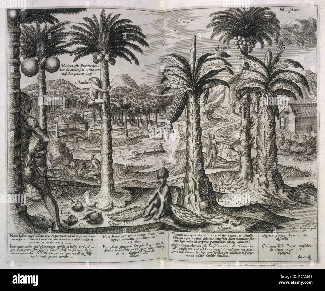 Natives collecting coconuts. Itinerario. Voyage ofte Schipvaert, van J. H. v. L. Amsterdam, 1596. Natives climbing palm trees to collect coconuts.  Image taken from Itinerario. Voyage ofte Schipvaert, van J. H. v. L. naer Oost ofte Portugaels Indien, inhoudende een corte beschryvinghe der selberLanden ende Zee-custen, etc.  Originally published/produced in Amsterdam, 1596. . Source: 569.g.23, plates 80-81. Stock Photo