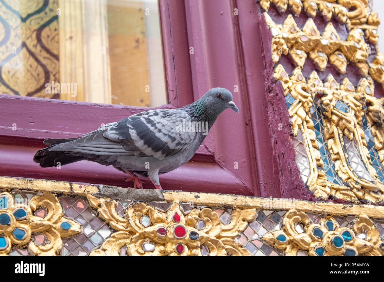 Pigeon closeup walking at richly decorated window Stock Photo Alamy