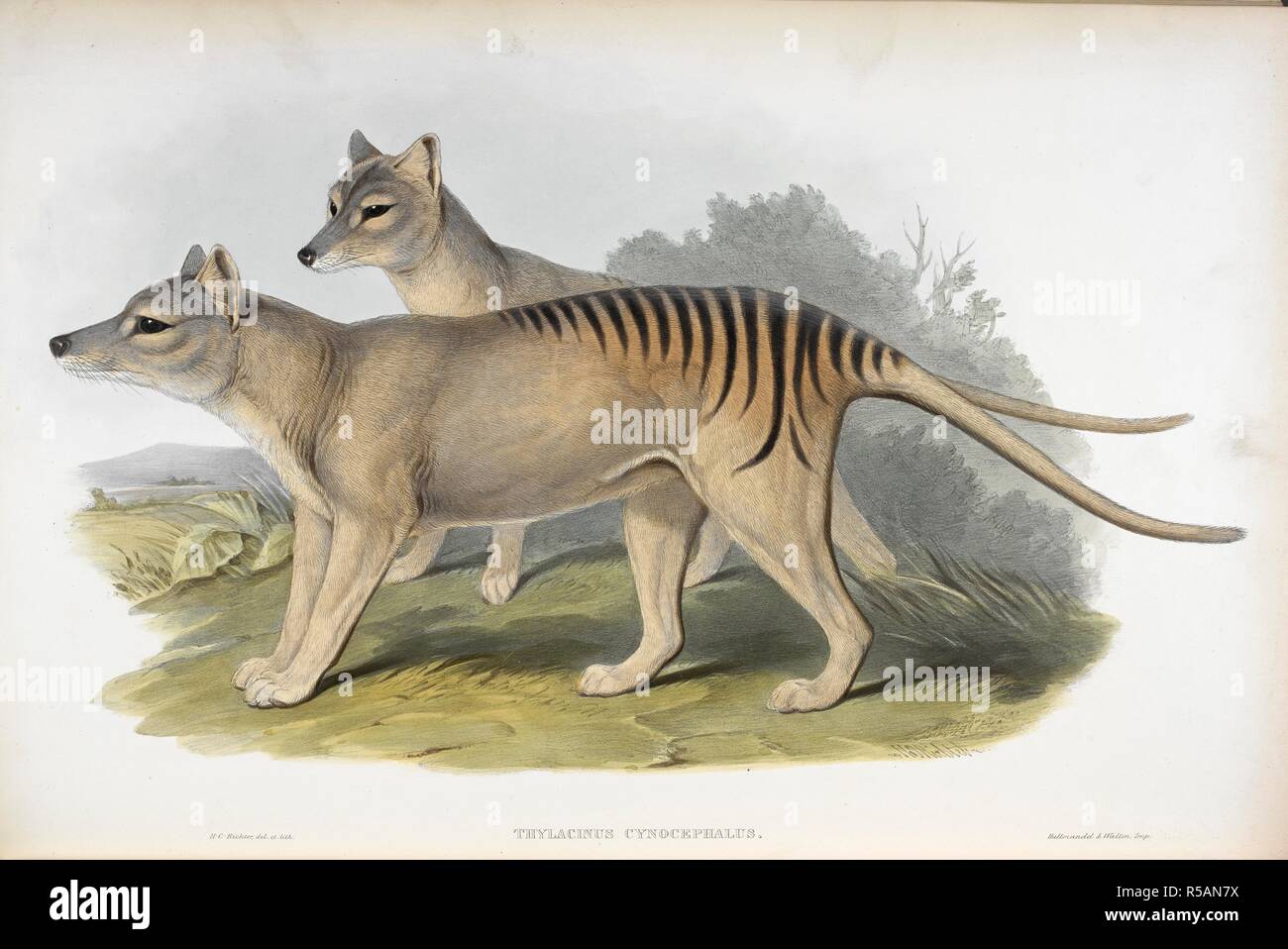 Thylacinus Cynolephalus, Gould.  Common name: Tasmanian wolf, also known as Thylacine.   Extinct species. The Mammals of Australia. London, 1845-63. Source: 462*.e.4, vol.I, plate 54. Author: GOULD, JOHN. Stock Photo