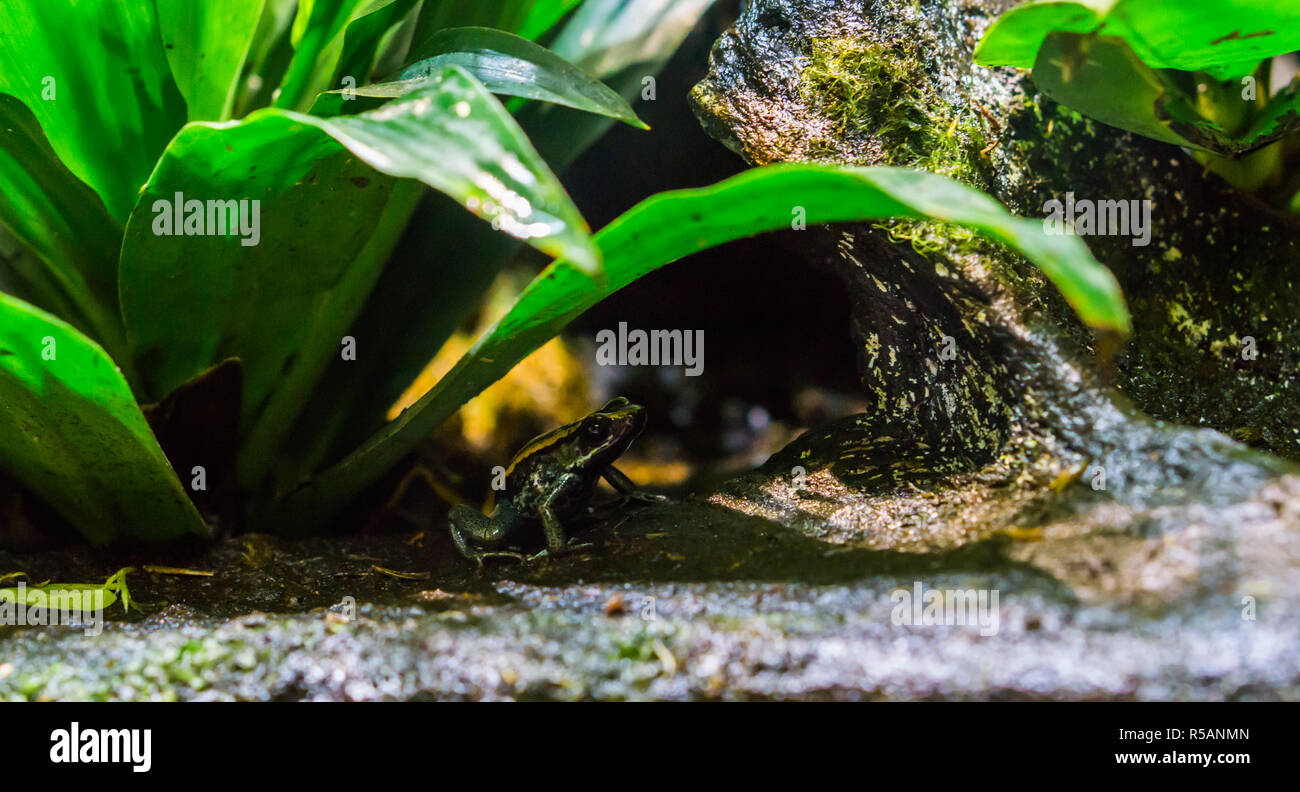 Golfodulcean poison dart frog sitting under a plant, a dangerous and