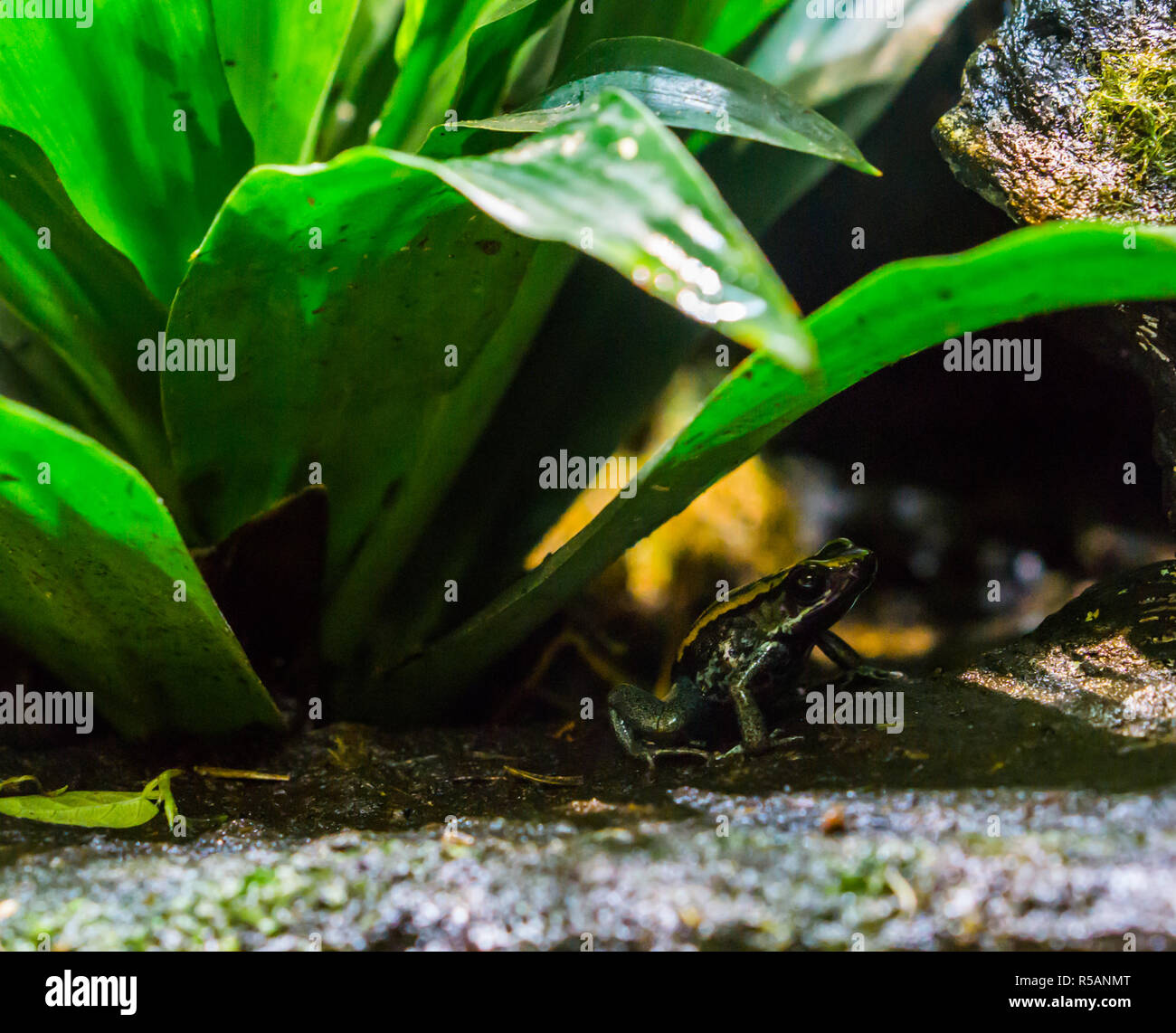 Golfodulcean poison dart frog in close up sitting under a plant, A dangerous and venomous animal specie from Costa Rica Stock Photo