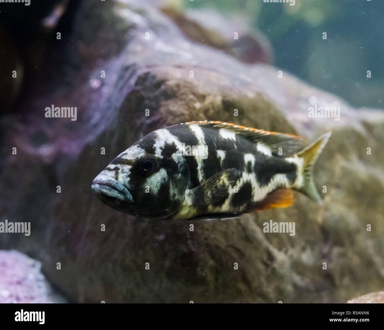 Juvenile Lingingston's cichlid fish in closeup. a young tropical aquarium pet. Stock Photo