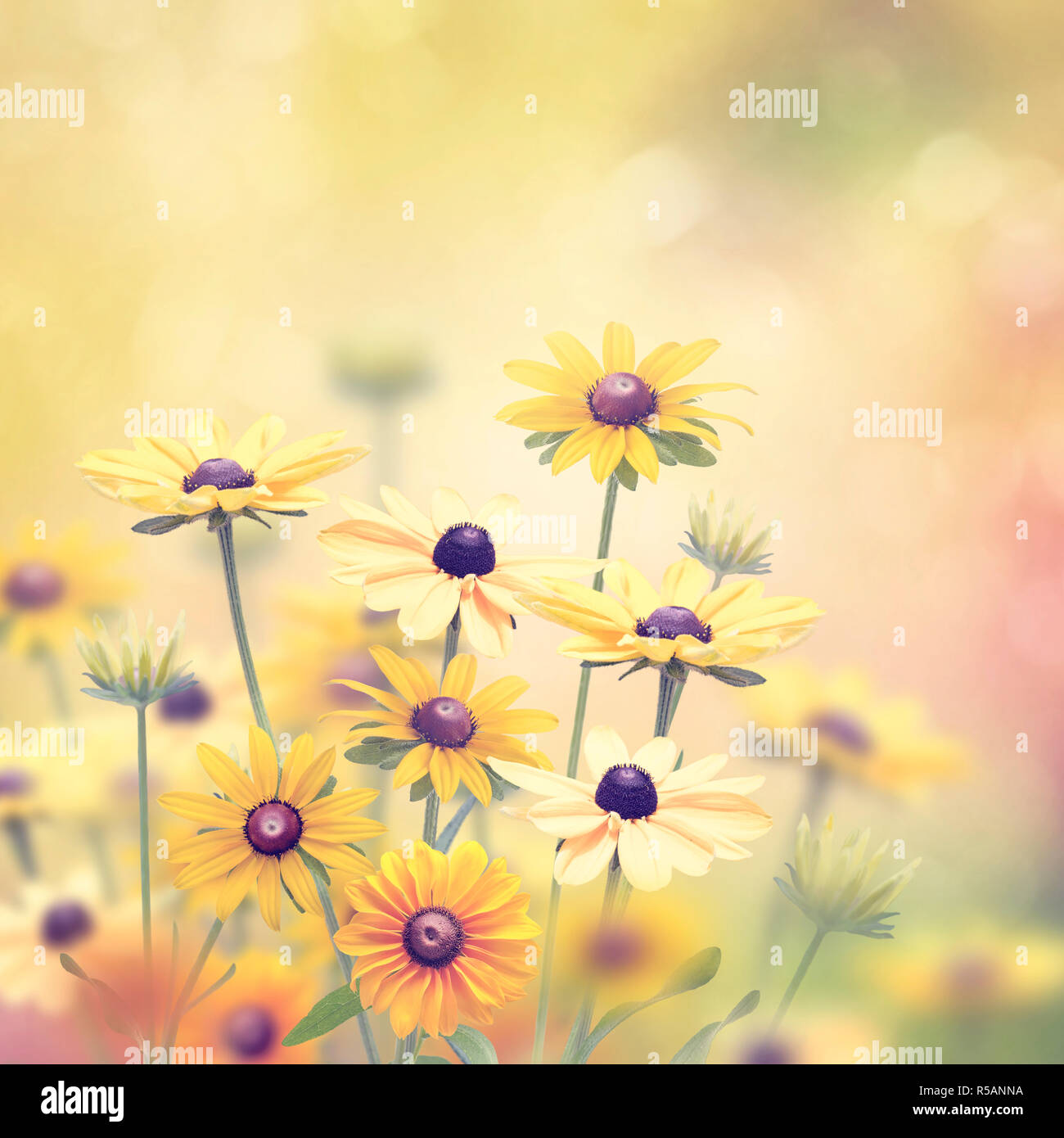 Yellow Flowers Background R5ANNA 