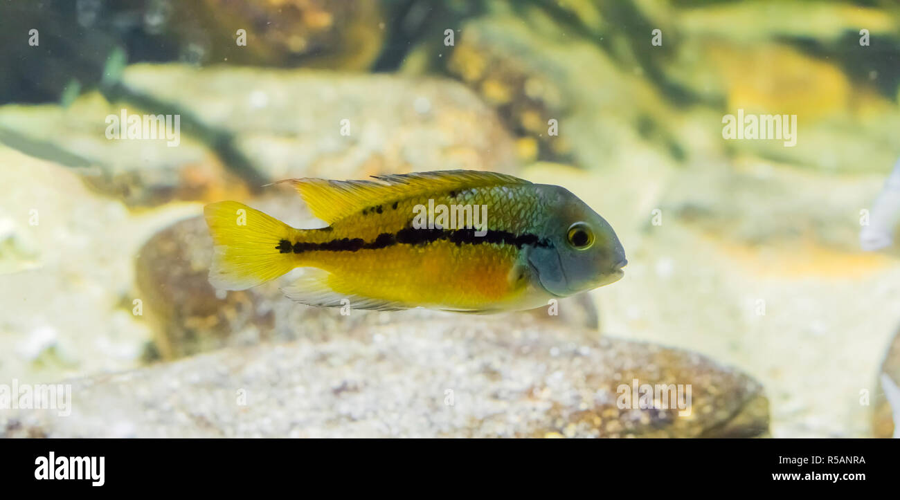 small juvenile parrot cichlid, a fish from the atlantic slope of America. Stock Photo