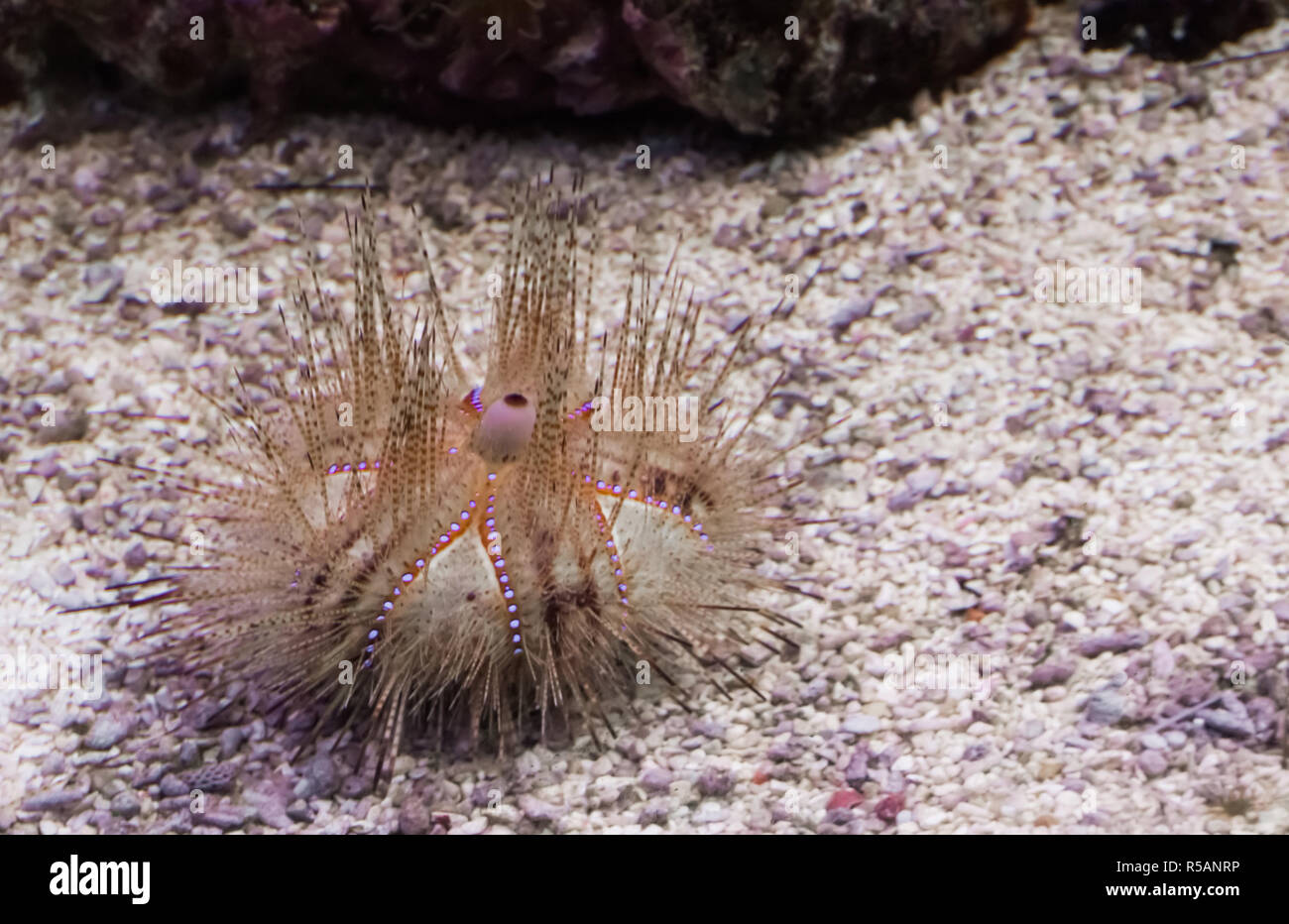 Juvenile red radiant sea urchin laying on the bottom and looking around, a tropical animal with spines from the pacific ocean Stock Photo