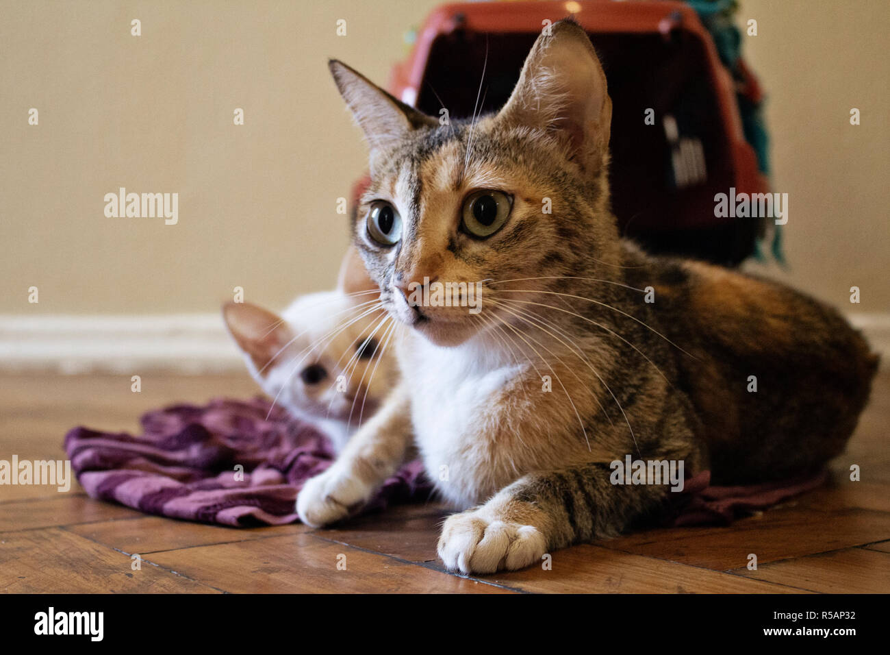 Kittens Playing . Two young cats playing on the floor Stock Photo Alamy