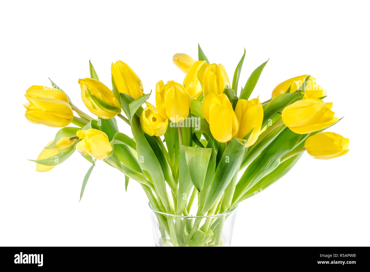 yellow tulips bouquet Stock Photo - Alamy