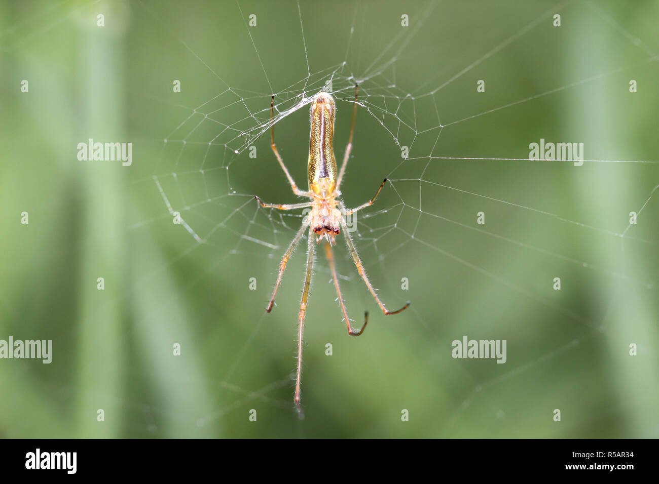 Running spiders hi-res stock photography and images - Alamy