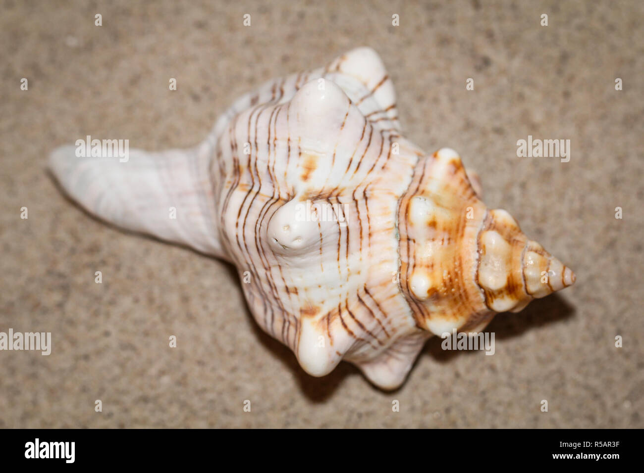 clam snail in the sand,vacation,nature Stock Photo
