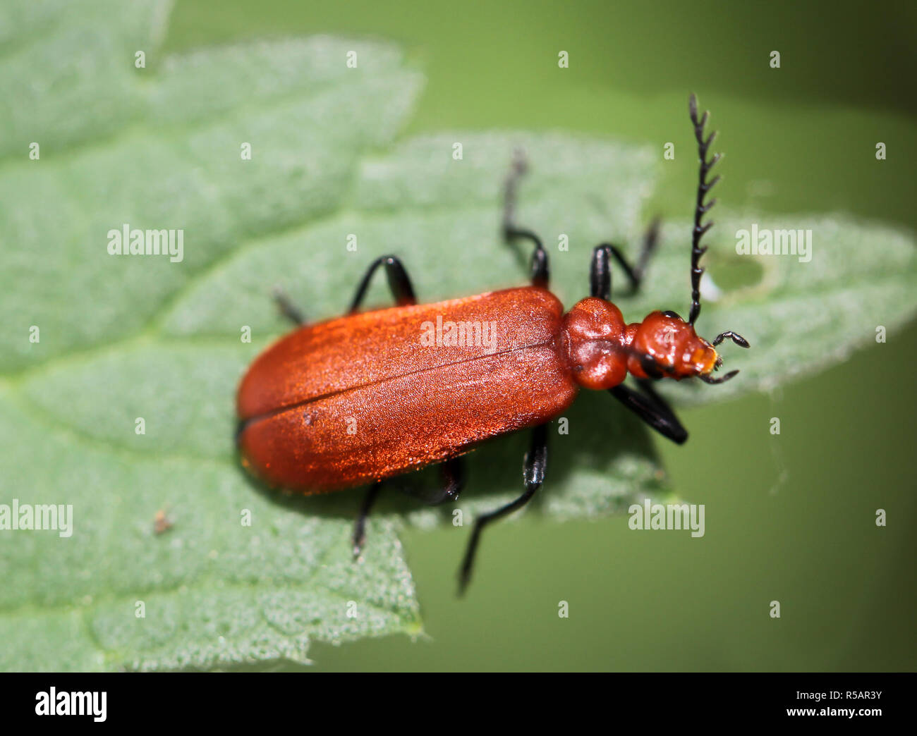 cardinal beetle,cardinal beetle - pyrochroa serraticornis,animals ...