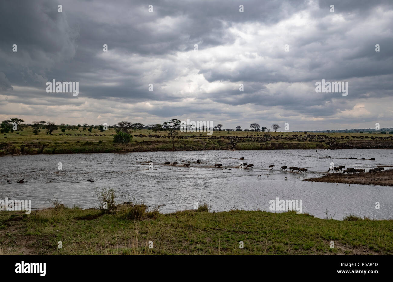 Wildebeest herd croosing the Mara River separating Tanzania and Kenya in an annual ritual migration of thousands of animals Stock Photo