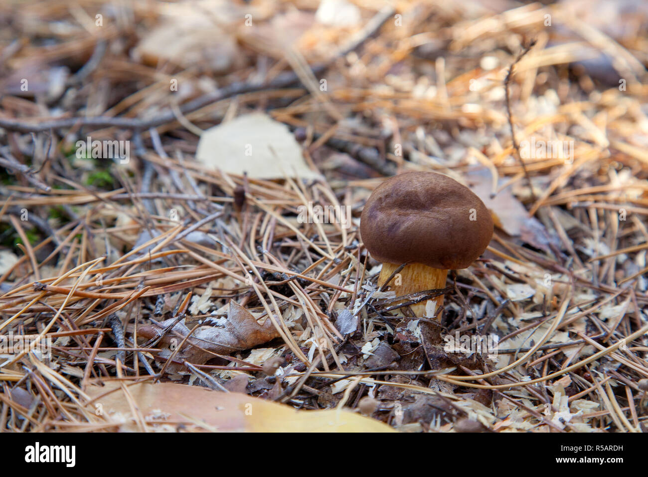 Edible wild mushroom with chestnut color cap in an autumn pine forest. Bay bolete  known as imleria badia or boletus badius mushroom growing in pine t Stock Photo