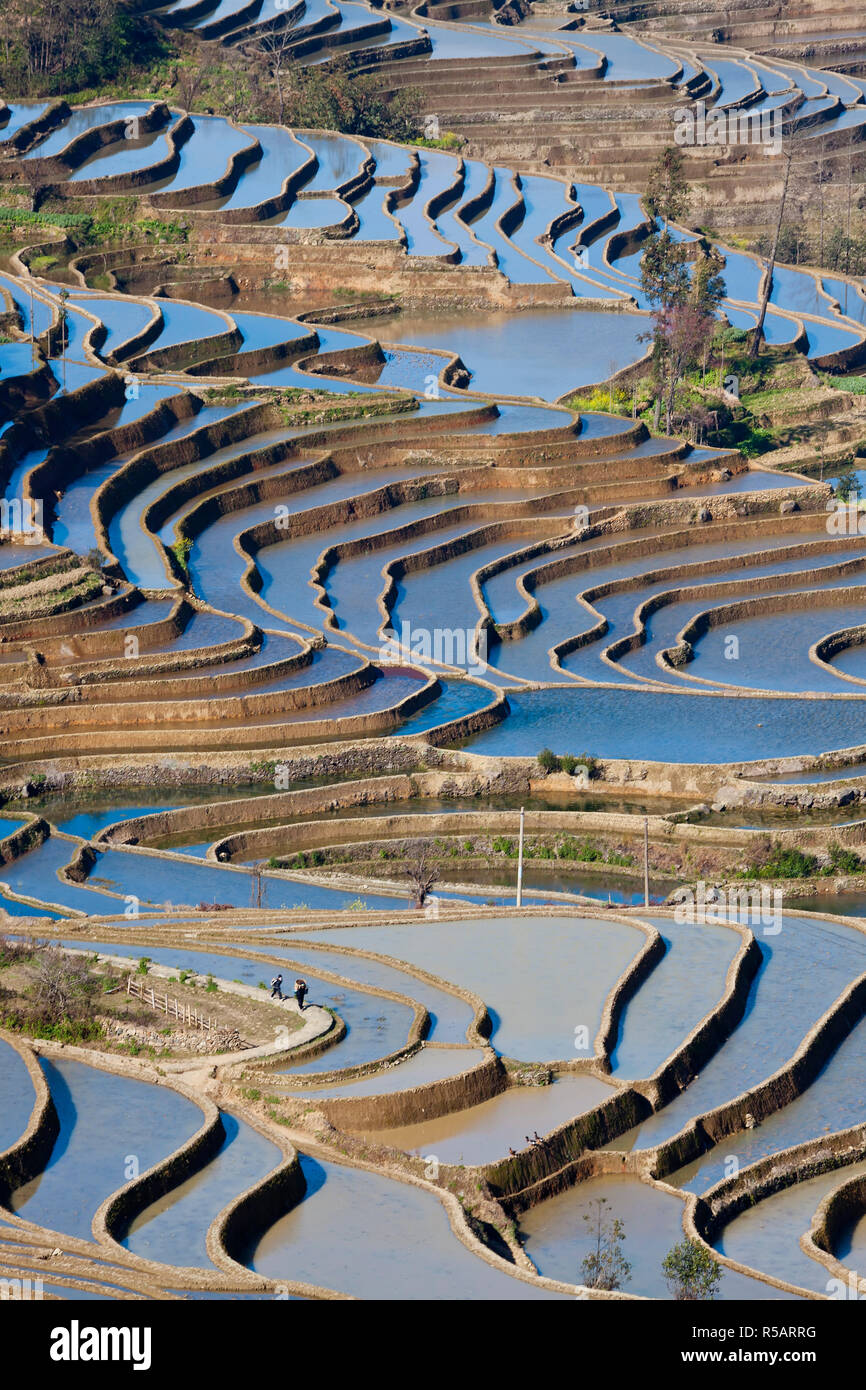 Rice terraces, Yuanyang County, Honghe, Yunnan Province, China Stock Photo