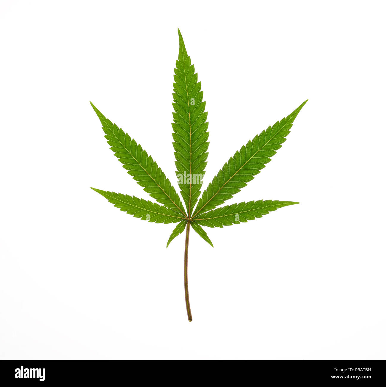 Cannabis sativa leaf Stock Photo