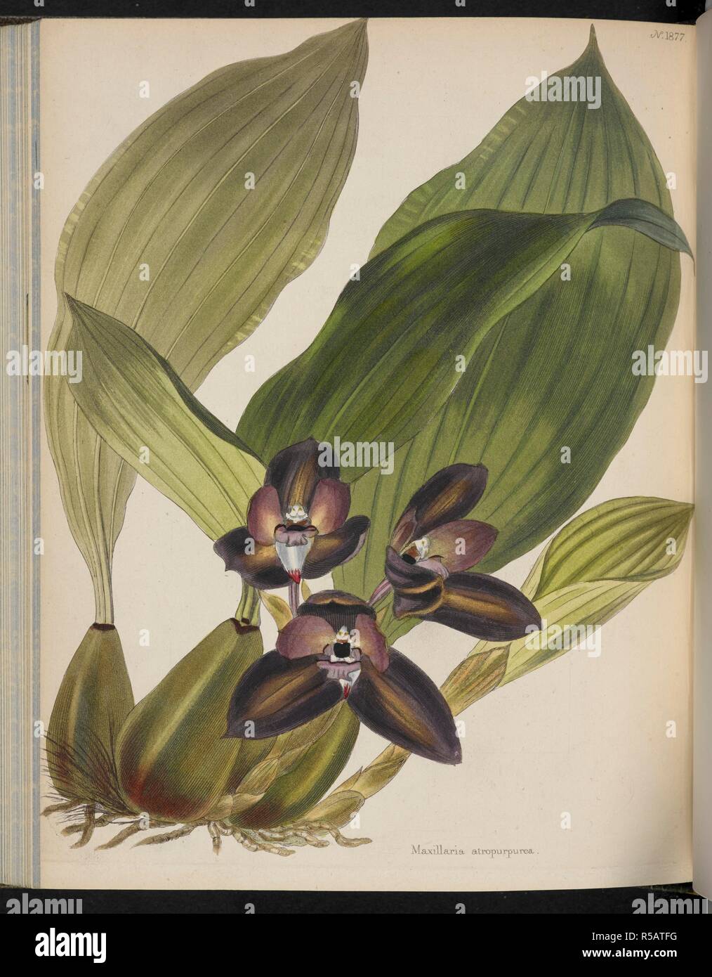 Maxillaria atropurpurea. The Botanical Cabinet, consisting of coloured delineations of plants, from all countries, with a short account of each, etc. By C. Loddiges and Sons ... The plates by G. Cooke. vol. 1-20. London, 1817-33. Source: 443.b.19, vol.19 no.1877. Author: Cooke, George. Stock Photo