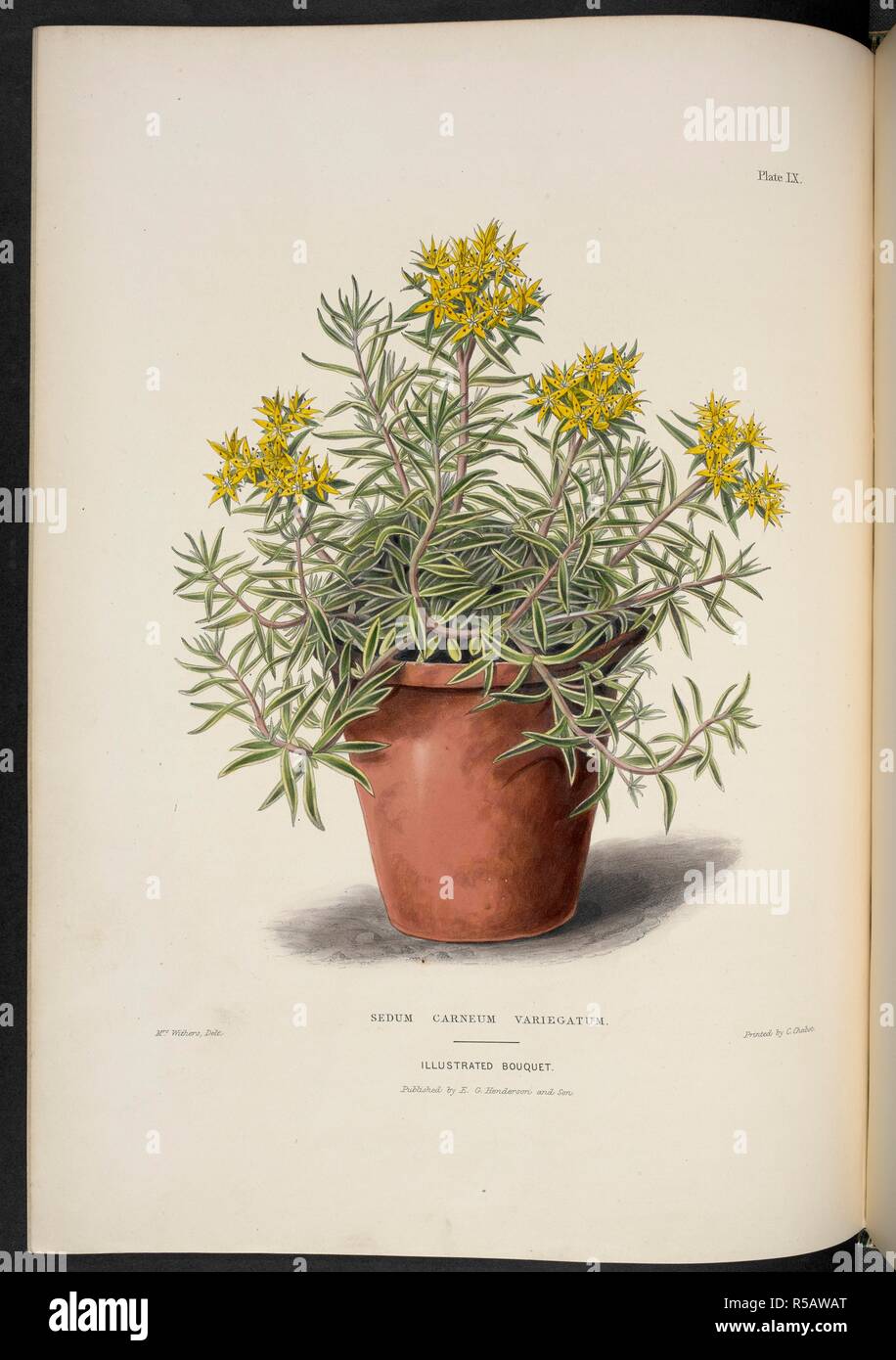 Sedum Carneum Variegatum. The Illustrated Bouquet, consisting of figures, with descriptions of new flowers. London, 1857-64. Source: 1823.c.13 plate 60. Author: Henderson, Edward George. Withers, Mrs. Stock Photo