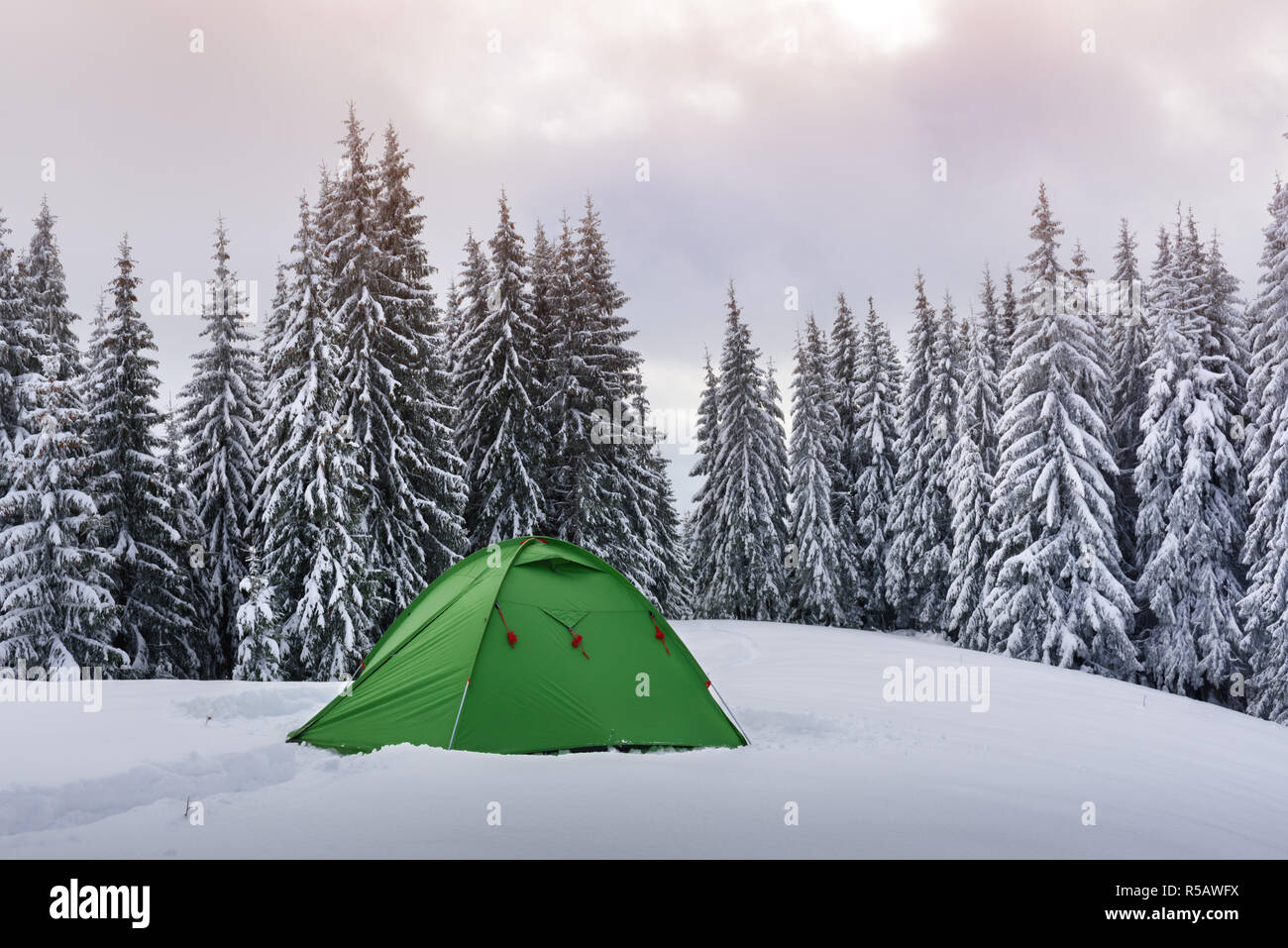 Green tent against the backdrop of foggy pine tree forest. Amazing snowy landscape. Tourists camp in winter mountains. Travel concept Stock Photo