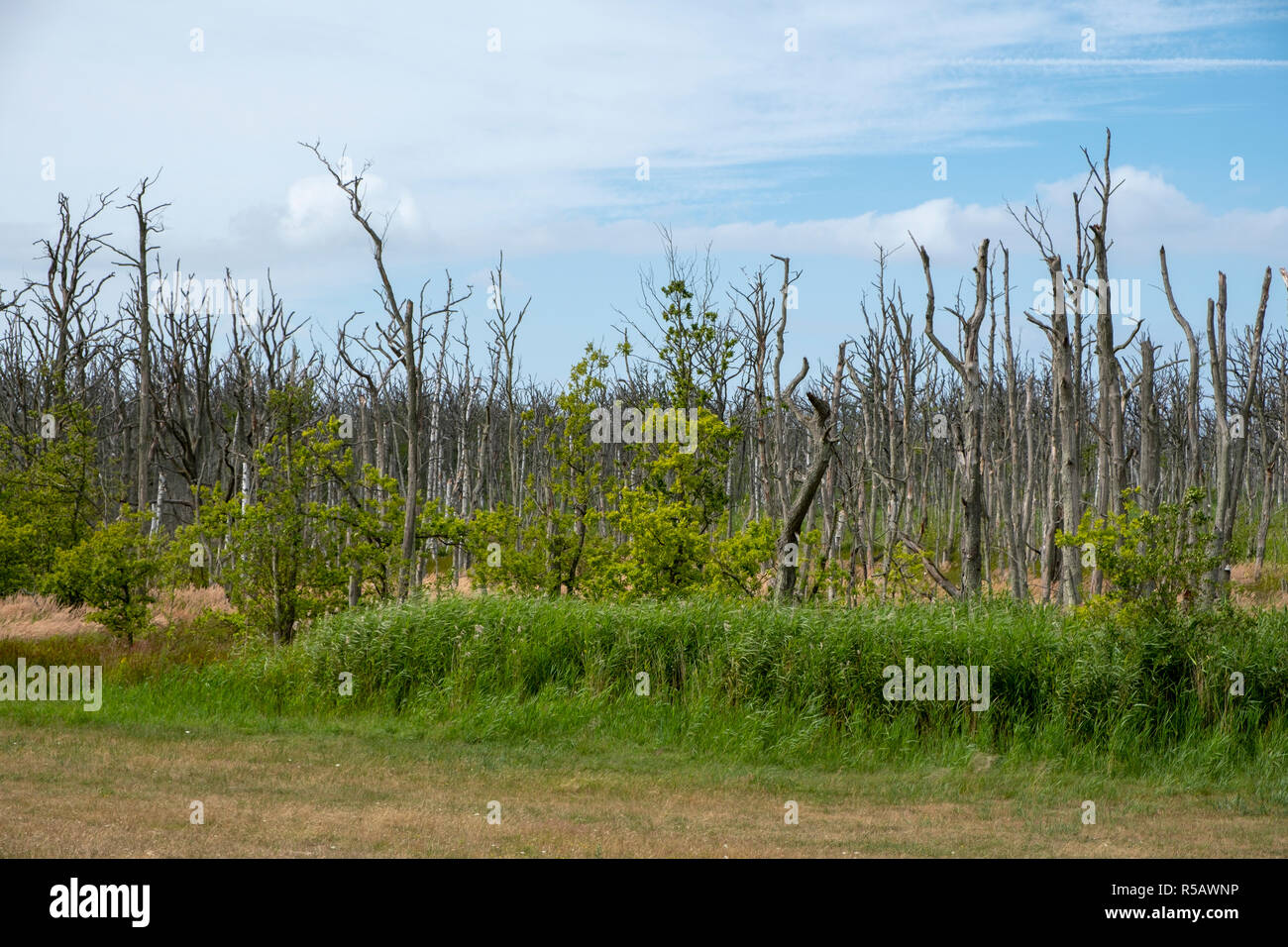 Dead trees in wetland near the Sundische Wiesen, Western Pomerania Lagoon Area National Park, Fischland-Darss-Zingst, Mecklenburg-Vorpommern, Germany Stock Photo