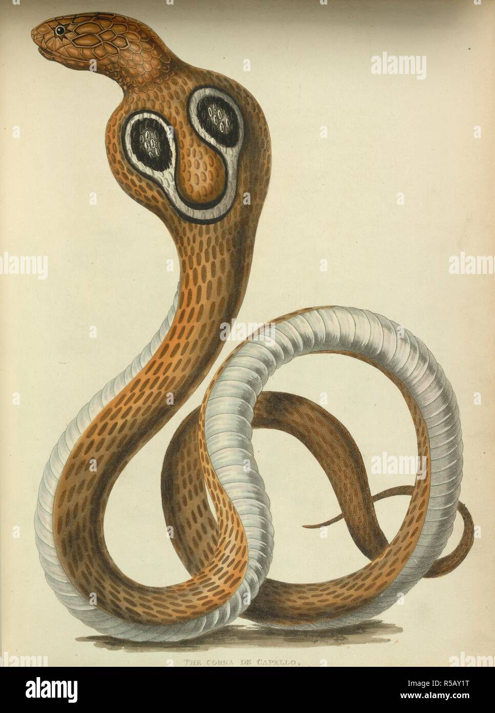 The Cobra de Capello or Hooded Snake of Hindostan. Oriental Memoirs:  selected and abridged from a series of familiar letters written during  seventeen years' residence in India: including observations on parts of