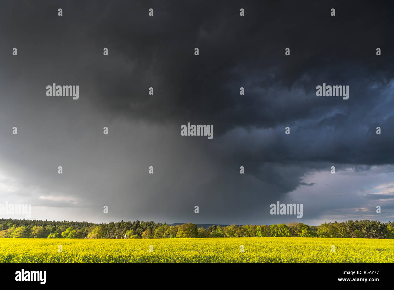 Storm clouds over a rape field, Thunderstorm, Thuringia, Germany Stock Photo