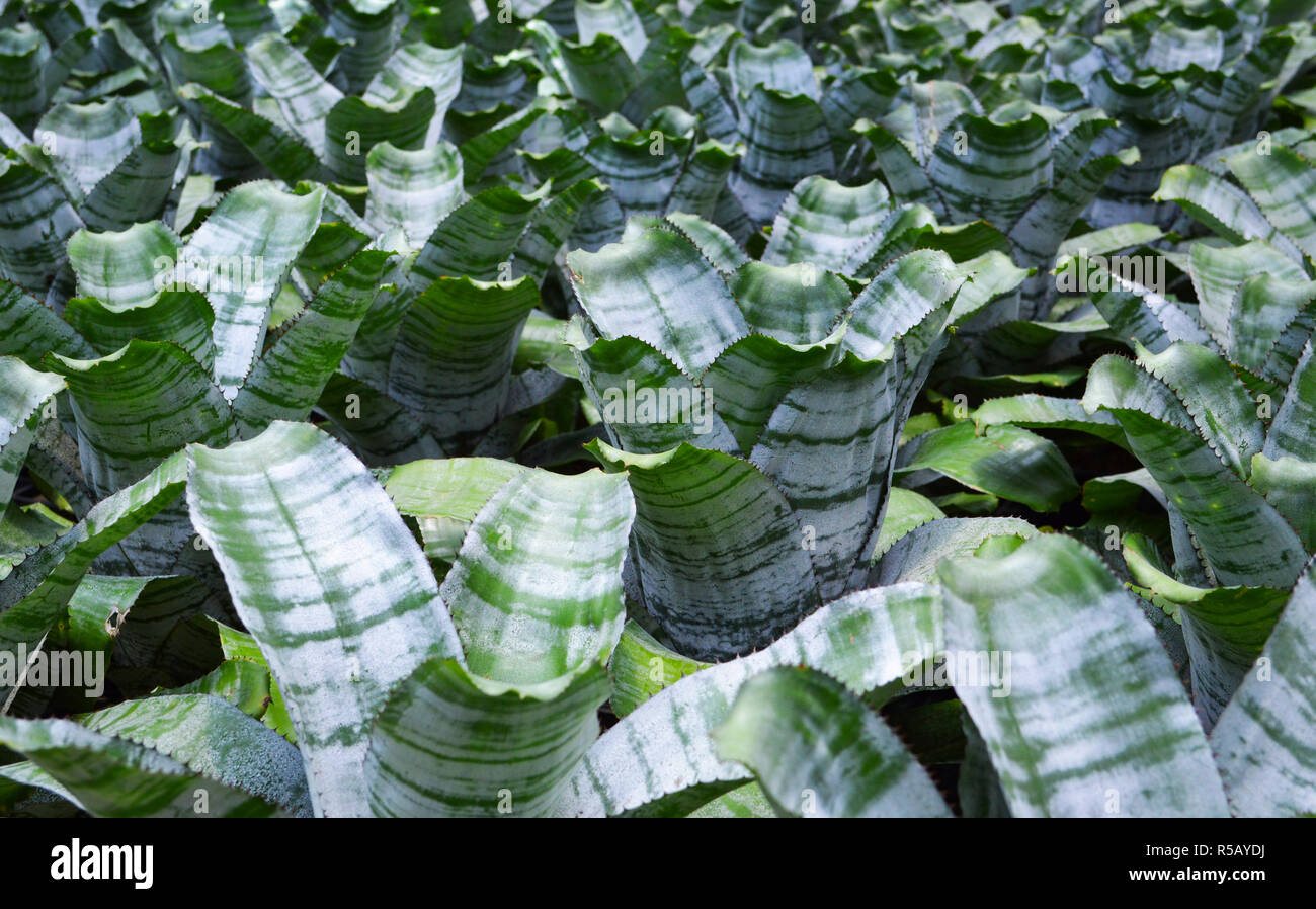 green leaf of bromeliad on green garden background / ornamental plants in nursery bromeliad family Stock Photo