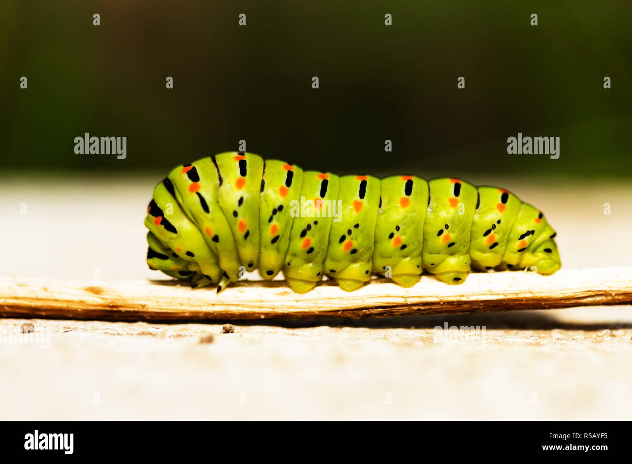 Orange caterpillar hires stock photography and images Alamy