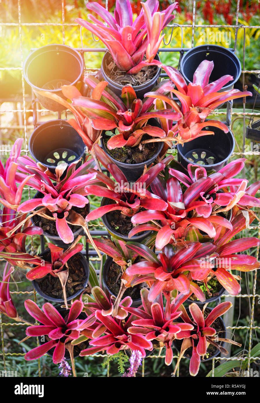 red leaf of bromeliad in pot hang on net wall in green garden background / ornamental plants in nursery bromeliad family Stock Photo