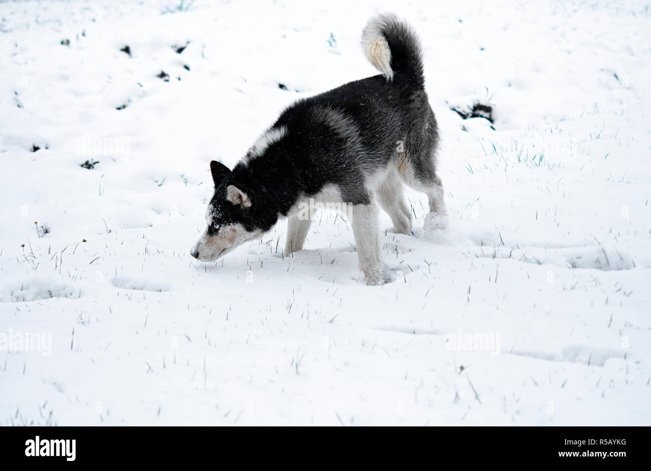 siberian husky dog winter portrait Stock Photo - Alamy